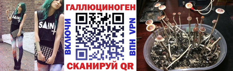купить закладку  маркетплейс телеграм  Галлюциногенные грибы Cubensis  Гаврилов-Ям 